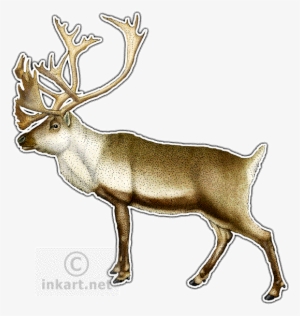 Caribou Decal - Caribou Or Reindeer Necklace Oval Charm #2438213