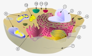 Diagram Of A Typical Animal Cell With Its Organelles - Biological Cell #2438319