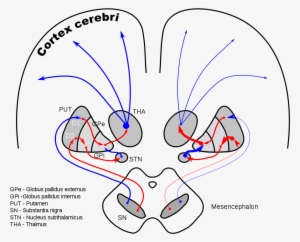 Nucleus Subthalamicus #2438385