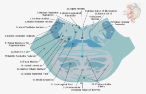 Reticular Formation #2438709