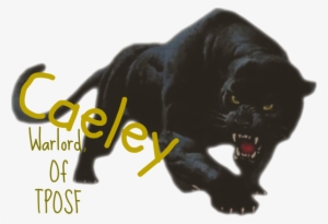 Black Puma Psd 430631 - Cat Yawns #2440561