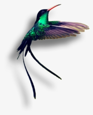 A Few Minutes From Montego Bay, Rose Hall Captures - Jamaica Hummingbird #2441617