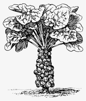 Free Vector Sprouts Clip Art - Brussel Sprout Coloring Page #2443175