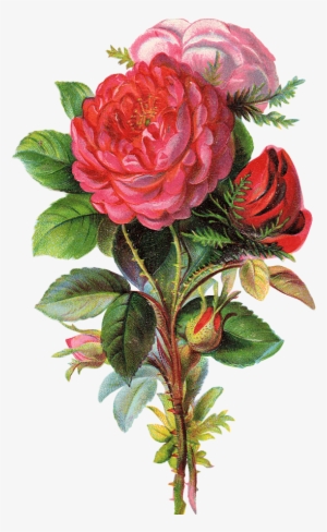 Oude Rozen - Flowers Free #2443672