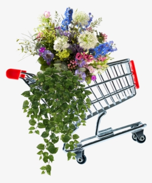 Webshop - Scindapsus Hangplant 75 Cm Groen #2443923