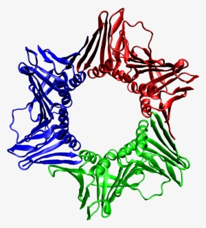 1axc Tricolor - Proteina Pcna #2444799