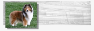 Shetland Sheepdog Tricolor Png #2445190