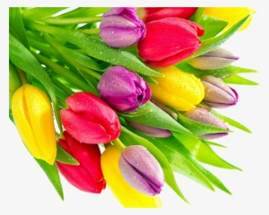Tulip - Tulip Flower Bunch Png #2445308