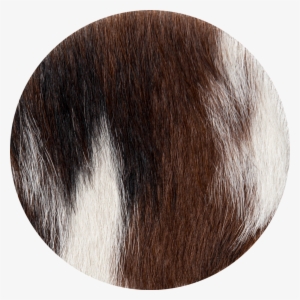 Tri Color - Color #2445402