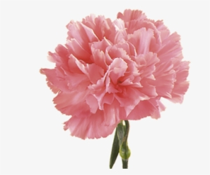 Carnation - Pink Carnation Flower Seeds #2445478