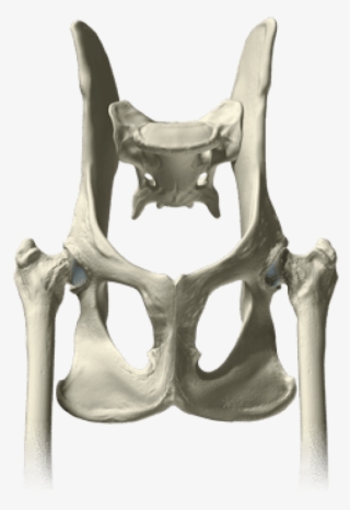 Pelvis Bones Png - Pelvis #2445715