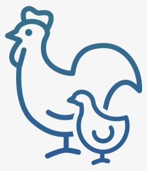 Broiler Breeder - Poultry #2445718