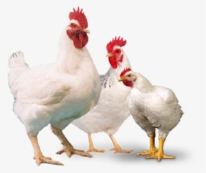 Broiler - Broiler Breeder #2445746