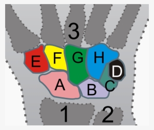 Carpal Bones - Carpal Bones Age Estimation #2445752