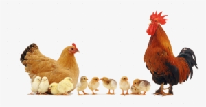 Nika Broiler #2445867