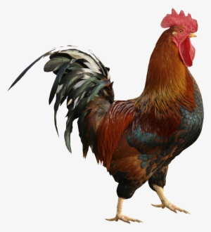 Roostertesting Rooster Testing Roostertesting Pinterest - Rooster Psd #2445881