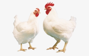 Buy Broiler Online Broiler For Sale Buy Broiler Poultry - Broiler #2445912