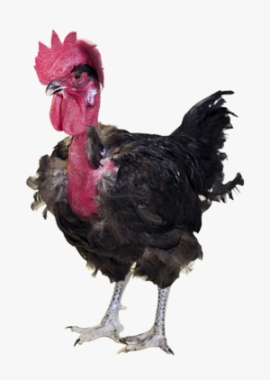 T77n Coloured Rooster For Farmer Market, Organic And - Naked Neck #2446028