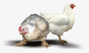 Farm Chicken Png #2446050