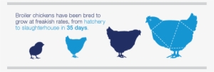 The Fast Growth Rate Puts Enormous Pressure On Their - Chicken Selective Breeding #2446158