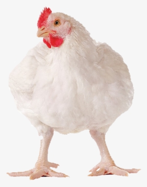 Broiler Cancentrate For Sale - Poulet De Chair Vivant #2446250