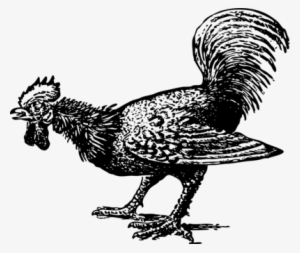 Rooster Cochin Chicken Landfowl Poultry - Rooster #2446412