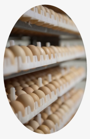 Ontario Broiler Chicken Hatching Egg Producers Association - Chicken #2446435