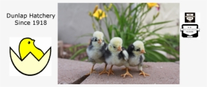 Chickens - Dunlap Hatchery #2446468