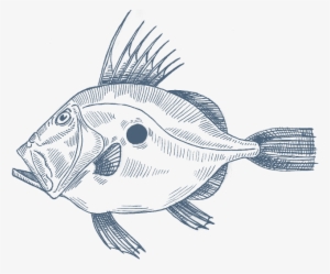 Jpg Transparent Anglerfish Drawing - St Peter Fish Drawing #2447148