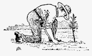 Propagation By Means Of Budding And Grafting - Grafting #2449390