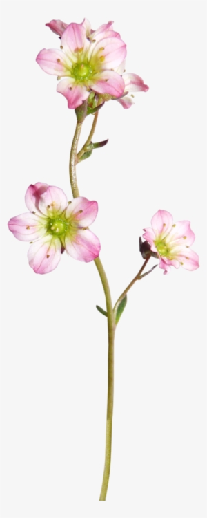 Photo Quality - Long Flowers Calligraphy Png #2449454