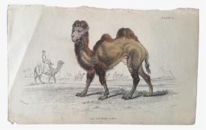 Camel Drawing Bactrian - Antique Print Of C1850 Hand Coloured Bactrian Camel #2449762