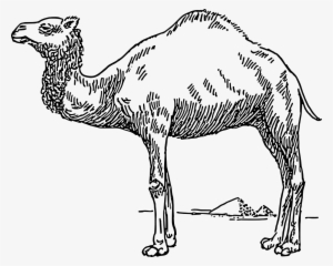 Vector - Custom Camel Sketch Shower Curtain #2449849