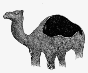 Image Description Image Description - Arabian Camel #2450211