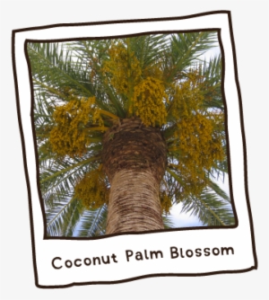 Coconut Palm Polaroid - Roystonea #2450819