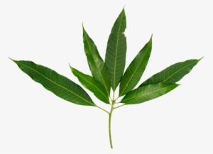 Mangoleaf Pop 350 - Green Mangoes Leaves Png #2451534