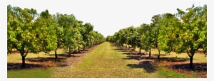 Largest Mango Farm - Mango Farm #2451959
