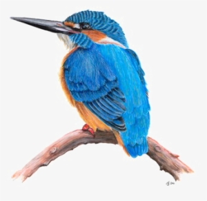 Kingfisher Png Transparent Hd Photo - Kingfisher Transparent Background #2451998