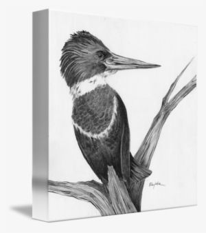Kingfisher Drawing Black And White Library - Drawing #2452023
