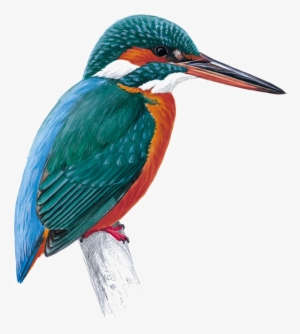 Kingfisher Png Free Download - Kingfisher Png #2452026