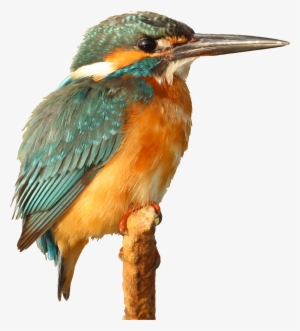 This Free Icons Png Design Of Kingfisher Bird #2452052