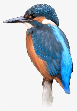 Kingfisher - Kingfisher Hd Png #2452083