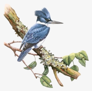 Bd-27 - Illustration #2452088