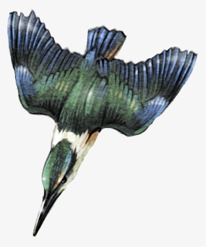 Diving-kingfisher - Seabird #2452370