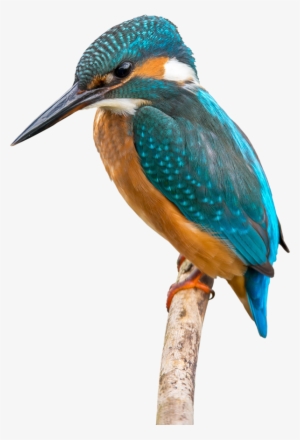 Kingfisher - Belted Kingfisher #2452532