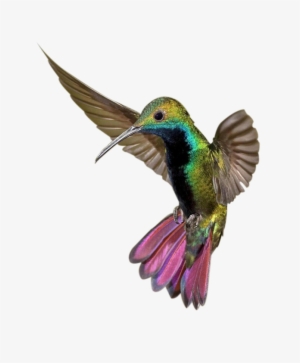 Kingfisher Png Clipart - Poster: Hemmings' Colorful Humming Bird, 61x46cm. #2452536