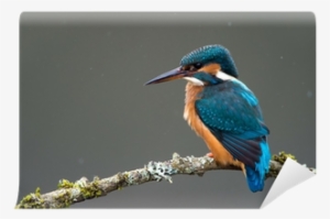 Common Kingfisher #2452578