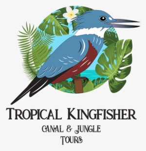 Kingfisher Tours #2452800