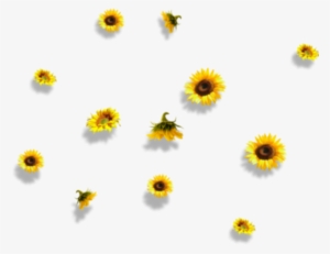 Sunflower Flower Nature Falling - Mamamoo #2453606