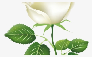 White Flower Vector Royalty Free Transparent Background - White Rose Clipart #2454796